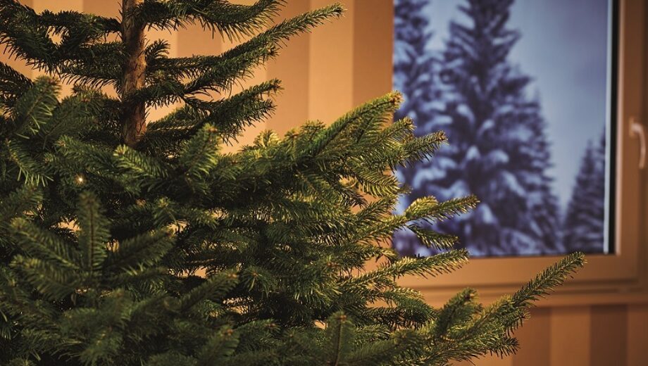 danska_jedla_Hornbach