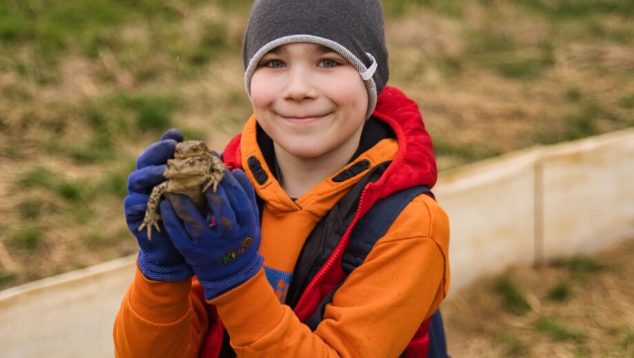 Migrácia ropúch: Pri Striebornici budú dobrovoľníci zachraňovať stovky obojživelníkov, pridajte sa aj vy