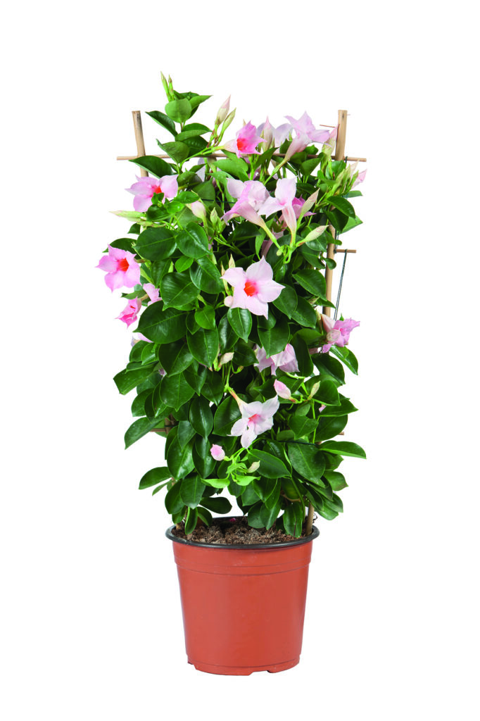 Oslávte Deň Zeme s Lidlom. Ktoré rastliny si vybrať, ak práve začínate?