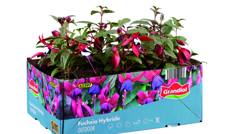 Oslávte Deň Zeme s Lidlom. Ktoré rastliny si vybrať, ak práve začínate?