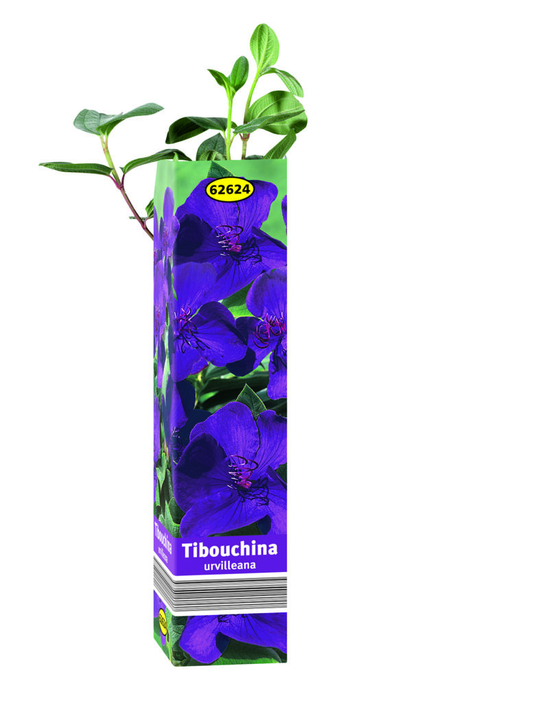 Oslávte Deň Zeme s Lidlom. Ktoré rastliny si vybrať, ak práve začínate?