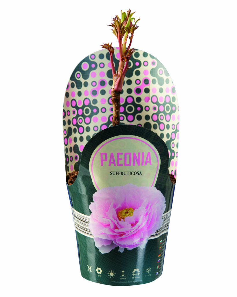 Oslávte Deň Zeme s Lidlom. Ktoré rastliny si vybrať, ak práve začínate?